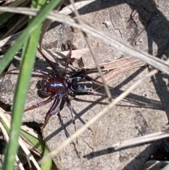 Habronestes sp. (genus) (An ant-eating spider) at Jerrabomberra, NSW - 4 Oct 2021 by SteveBorkowskis