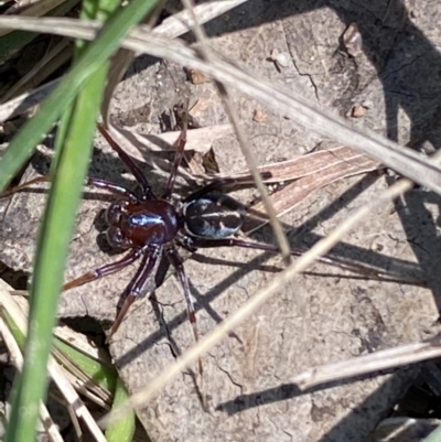 Habronestes sp. (genus) (An ant-eating spider) at Jerrabomberra, NSW - 4 Oct 2021 by SteveBorkowskis