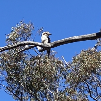 Dacelo novaeguineae (Laughing Kookaburra) at Jerrabomberra, NSW - 4 Oct 2021 by Steve_Bok