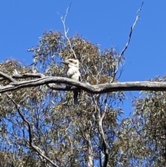 Dacelo novaeguineae at Jerrabomberra, NSW - 4 Oct 2021