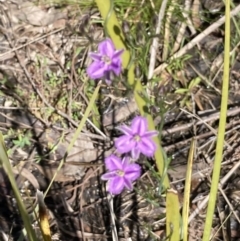 Thysanotus patersonii at Bruce, ACT - 4 Oct 2021 12:53 PM