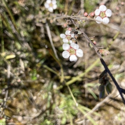 Gaudium multicaule (Teatree) at Watson, ACT - 4 Oct 2021 by Jenny54