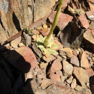 Oligochaetochilus hamatus at Carwoola, NSW - suppressed