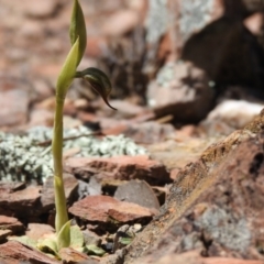 Oligochaetochilus hamatus at Carwoola, NSW - suppressed