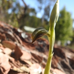 Oligochaetochilus hamatus at Carwoola, NSW - suppressed