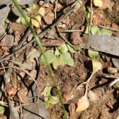 Pterostylidinae (greenhood alliance) (A Greenhood) at Carwoola, NSW - 4 Oct 2021 by Liam.m