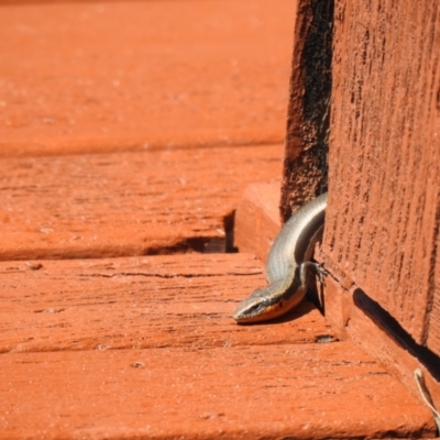 Acritoscincus platynotus (Red-throated Skink) at Carwoola, NSW - 4 Oct 2021 by Liam.m