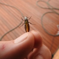 Cryptobothrus chrysophorus (Golden Bandwing) at Carwoola, NSW - 2 Oct 2021 by Liam.m