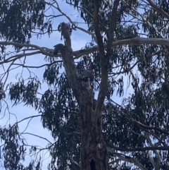 Callocephalon fimbriatum (Gang-gang Cockatoo) at Lyneham, ACT - 3 Oct 2021 by KazzaC