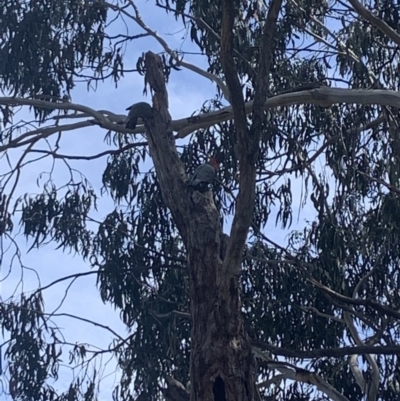 Callocephalon fimbriatum (Gang-gang Cockatoo) at Lyneham, ACT - 3 Oct 2021 by KazzaC