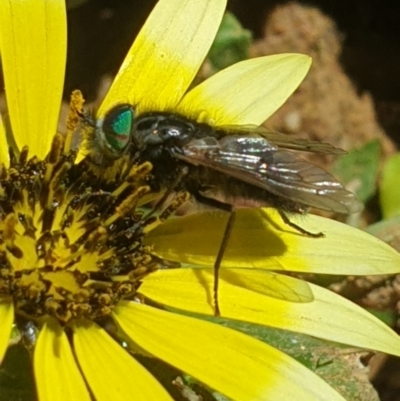 Tabanidae (family) (Unidentified march or horse fly) at Molonglo Valley, ACT - 4 Oct 2021 by LD12