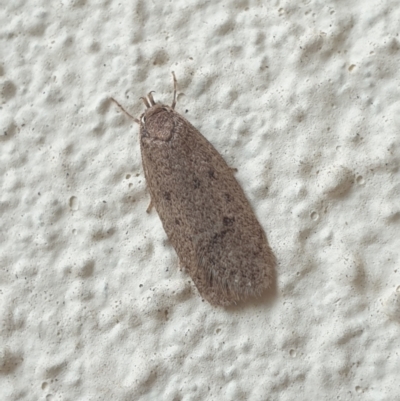 Chezala privatella (A Concealer moth) at Turner, ACT - 3 Oct 2021 by LD12