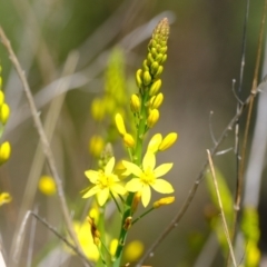 Bulbine glauca (Rock Lily) at Lower Molonglo - 4 Oct 2021 by Kurt