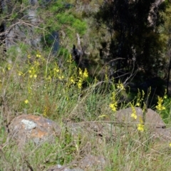 Bulbine glauca at Stromlo, ACT - 4 Oct 2021