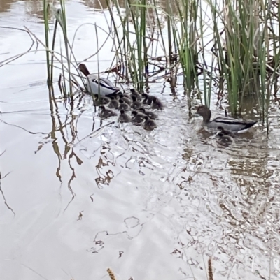 Chenonetta jubata (Australian Wood Duck) at Jerrabomberra, NSW - 1 Oct 2021 by Steve_Bok