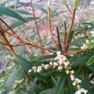 Leucopogon affinis (Lance Beard-heath) at Corang, NSW - 17 Sep 2021 by LeonieWood