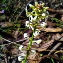 Stackhousia monogyna (Creamy Candles) at Corang, NSW - 4 Oct 2021 by LeonieWood