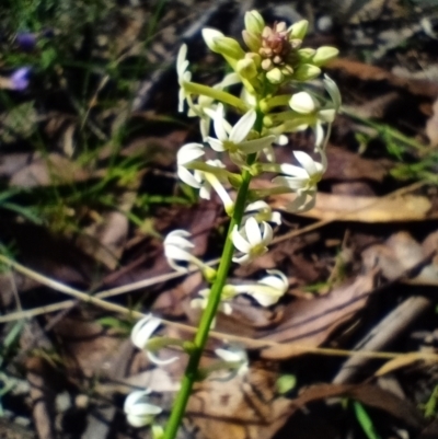 Stackhousia monogyna (Creamy Candles) at Corang, NSW - 4 Oct 2021 by LeonieWood