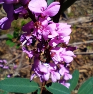 Indigofera australis subsp. australis at Corang, NSW - 4 Oct 2021