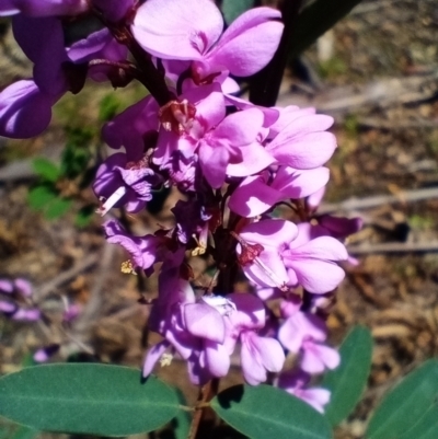 Indigofera australis subsp. australis (Australian Indigo) at Corang, NSW - 4 Oct 2021 by LeonieWood