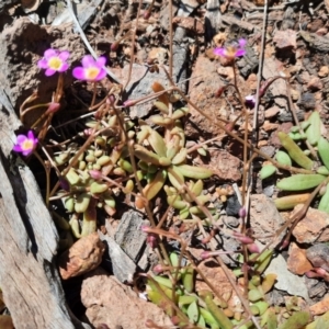 Calandrinia eremaea at Hackett, ACT - 4 Oct 2021