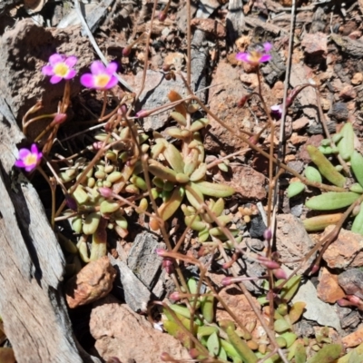 Calandrinia eremaea (Small Purslane) at Hackett, ACT - 4 Oct 2021 by RobertD