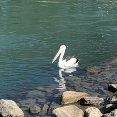 Pelecanus conspicillatus (Australian Pelican) at Eraring, NSW - 4 Oct 2021 by bigdook