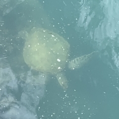 Chelonia mydas (Green Sea Turtle) at Eraring, NSW - 4 Oct 2021 by bigdook