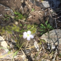 Drosera gunniana (Pale Sundew) at Bruce, ACT - 4 Oct 2021 by JohnGiacon