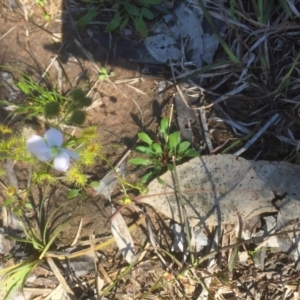 Drosera gunniana at Bruce, ACT - 4 Oct 2021