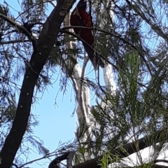 Platycercus elegans (Crimson Rosella) at Bruce, ACT - 4 Oct 2021 by alell