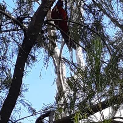 Platycercus elegans (Crimson Rosella) at Bruce, ACT - 4 Oct 2021 by alell