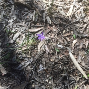 Glossodia major at Bruce, ACT - suppressed