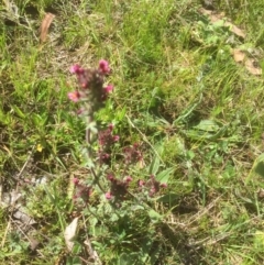 Parentucellia latifolia (Red Bartsia) at Bruce, ACT - 4 Oct 2021 by JohnGiacon