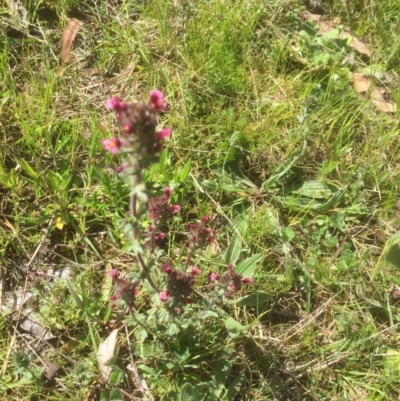 Parentucellia latifolia (Red Bartsia) at Bruce, ACT - 4 Oct 2021 by JohnGiacon