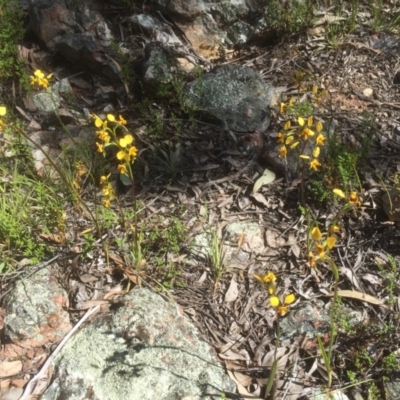 Diuris nigromontana (Black Mountain Leopard Orchid) at Bruce Ridge to Gossan Hill - 4 Oct 2021 by JohnGiacon