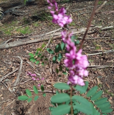 Indigofera australis subsp. australis (Australian Indigo) at Corang, NSW - 4 Oct 2021 by LeonieWood