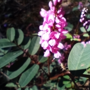 Indigofera australis subsp. australis at Corang, NSW - 4 Oct 2021