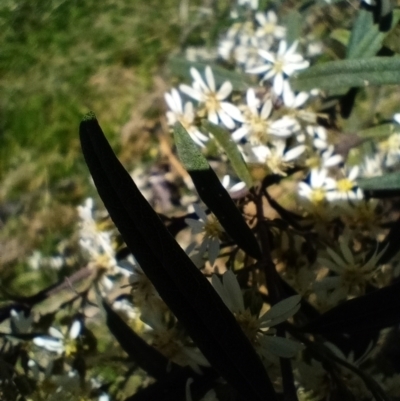 Olearia lirata (Snowy Daisybush) at Corang, NSW - 4 Oct 2021 by LeonieWood