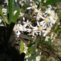 Olearia lirata (Snowy Daisybush) at Corang, NSW - 4 Oct 2021 by LeonieWood