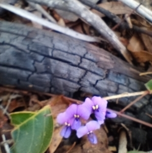 Hardenbergia violacea at Corang, NSW - 4 Oct 2021 01:50 PM