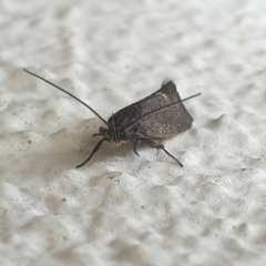 Leistomorpha brontoscopa (A concealer moth) at Turner, ACT - 4 Oct 2021 by LD12