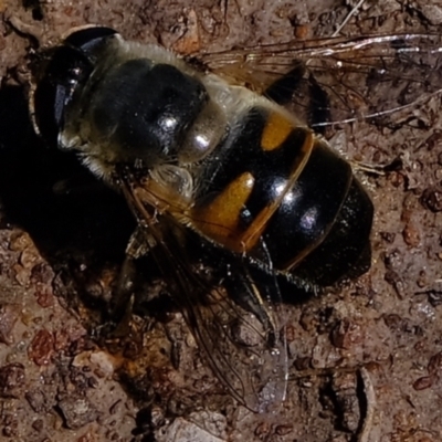 Eristalis tenax (Drone fly) at Holt, ACT - 4 Oct 2021 by Kurt