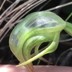 Pterostylis nutans (Nodding Greenhood) at Lower Cotter Catchment - 4 Oct 2021 by MattFox