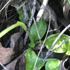 Pterostylis nutans at Cotter River, ACT - 4 Oct 2021