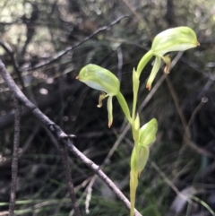 Bunochilus montanus (Montane Leafy Greenhood) at Cotter River, ACT - 4 Oct 2021 by MattFox