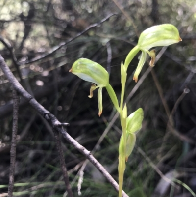 Bunochilus montanus (ACT) = Pterostylis jonesii (NSW) (Montane Leafy Greenhood) at Cotter River, ACT - 4 Oct 2021 by MattFox