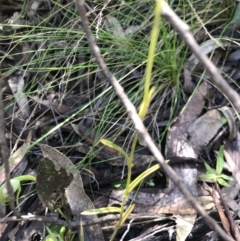 Bunochilus montanus at Cotter River, ACT - 4 Oct 2021