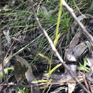 Bunochilus montanus at Cotter River, ACT - 4 Oct 2021