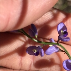 Comesperma volubile (Love Creeper) at Lower Cotter Catchment - 4 Oct 2021 by MattFox